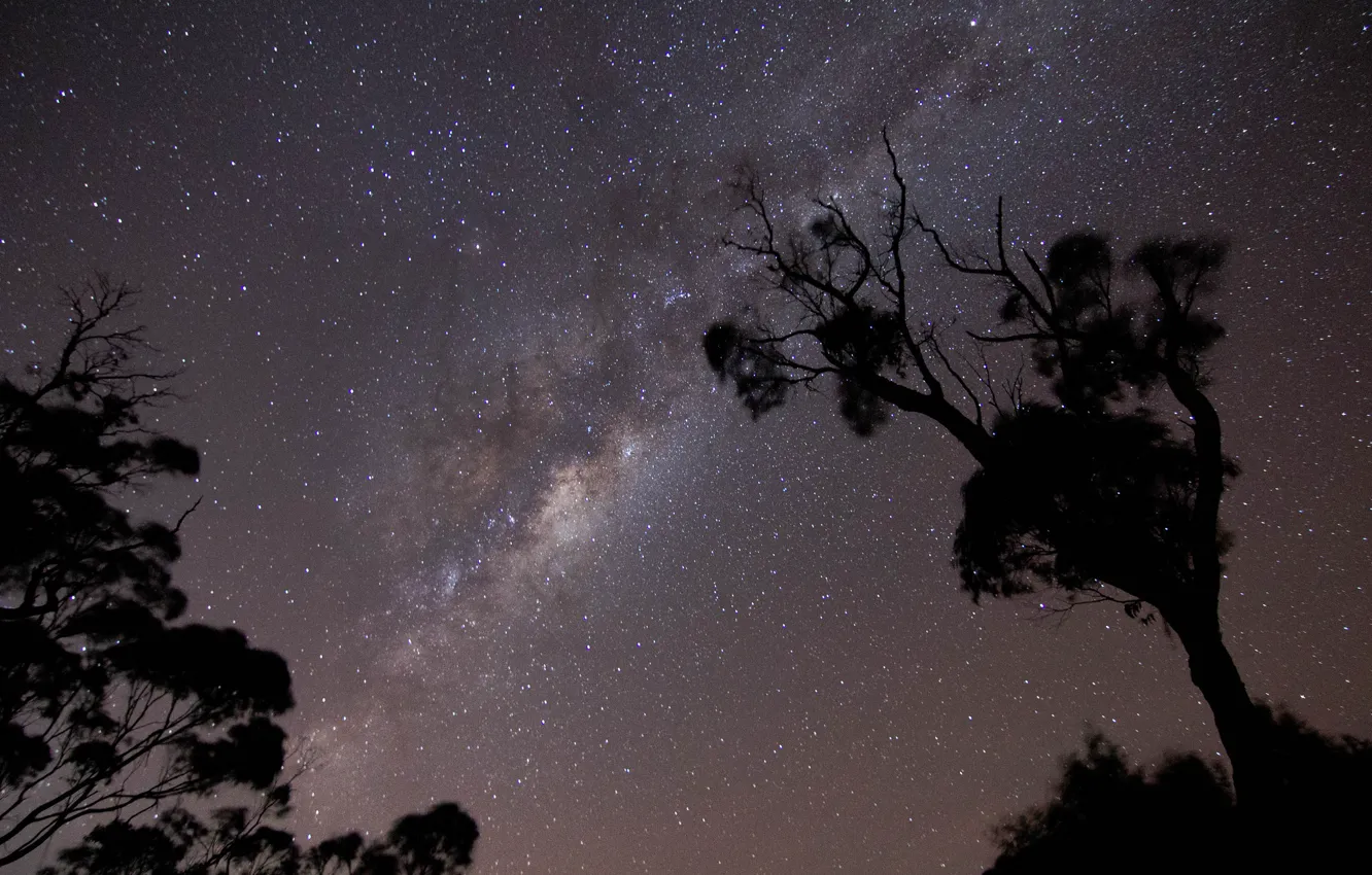 Фото обои космос, звезды, деревья, ночь, ветки, млечный путь