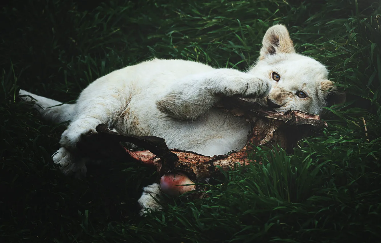 Фото обои лежит, львёнок, добыча