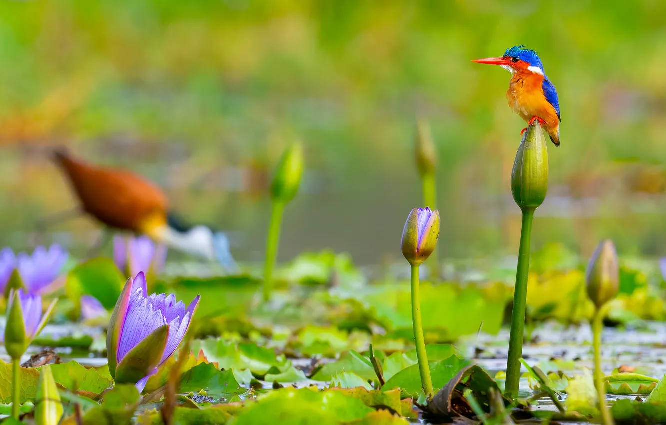 Фото обои листья, цветы, птица, бутоны, водяная лилия, Малахитовый зимородок