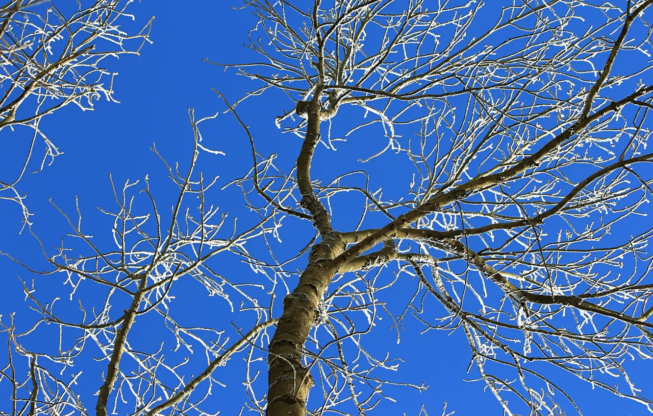 Фото обои небо, ветки, дерево
