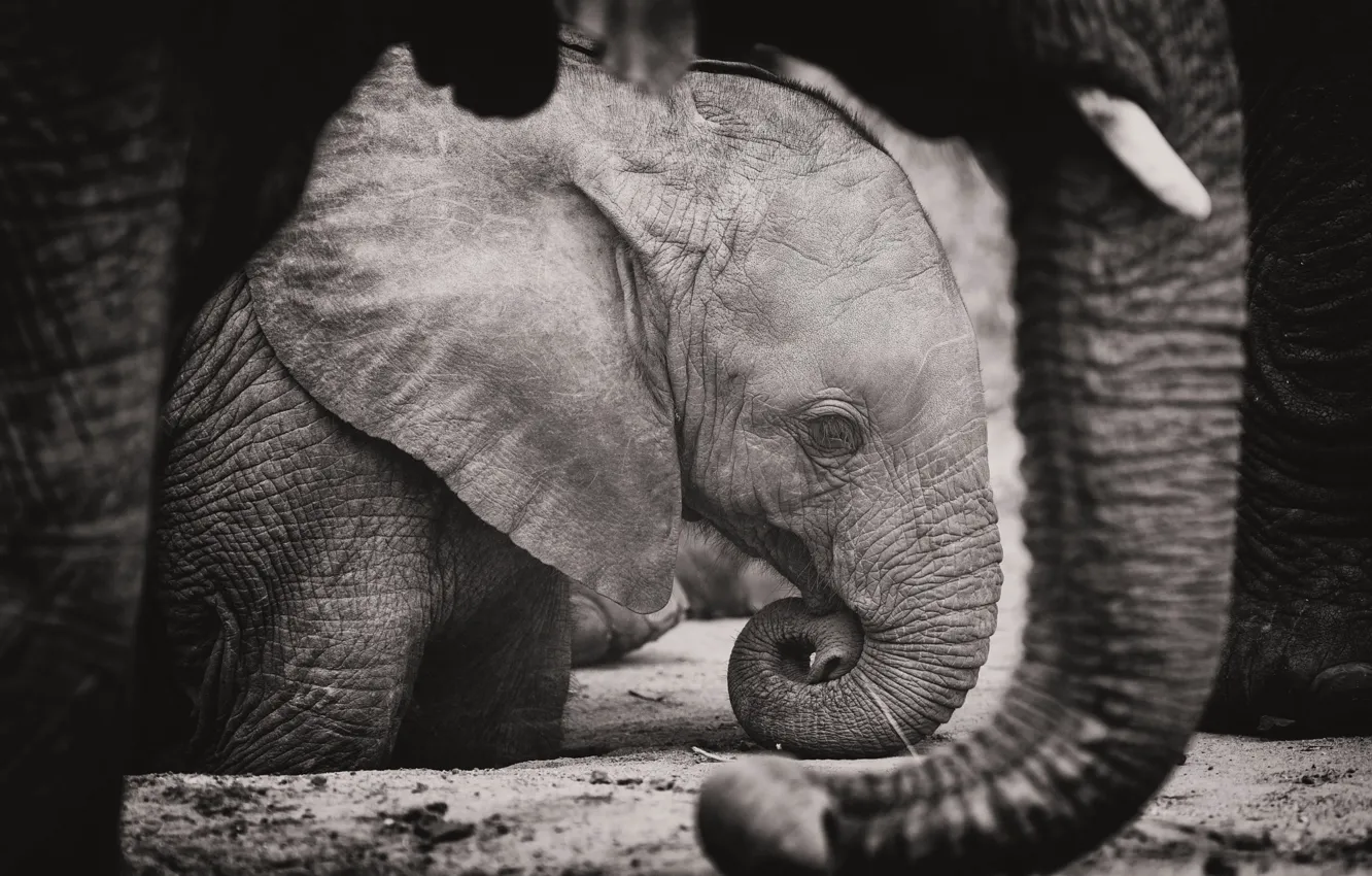 Фото обои слон, слоны, хобот, слоненок, чёрно - белое фото