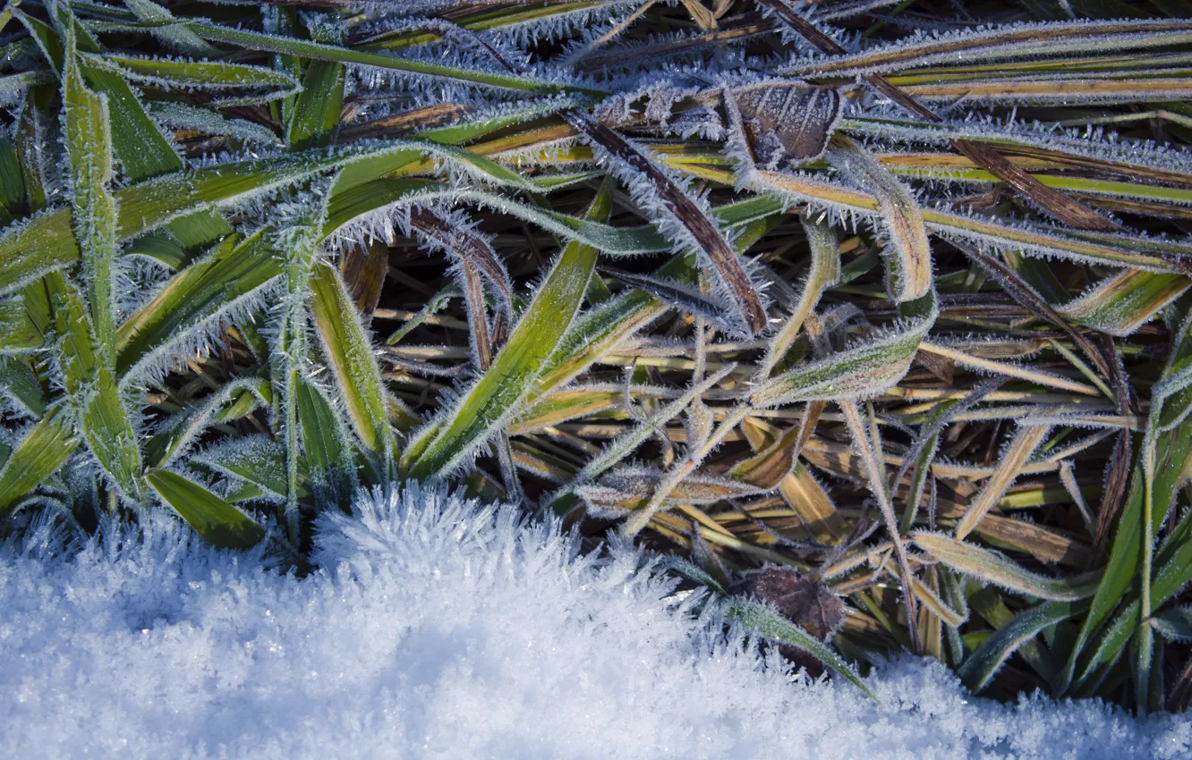 Фото обои зима, иней, белый, трава, снег, зеленый, фон, земля
