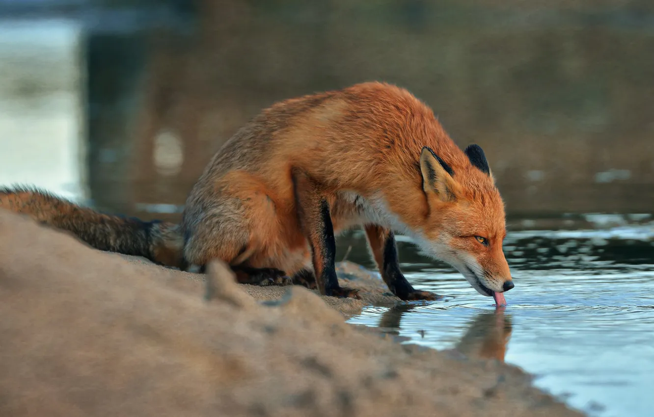 Фото обои песок, вода, животное, лиса, лисица