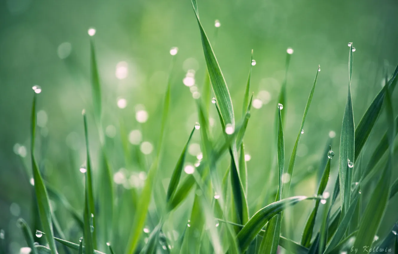 Фото обои лето, трава, макро, Макро, растения, фокус, утро, размытость