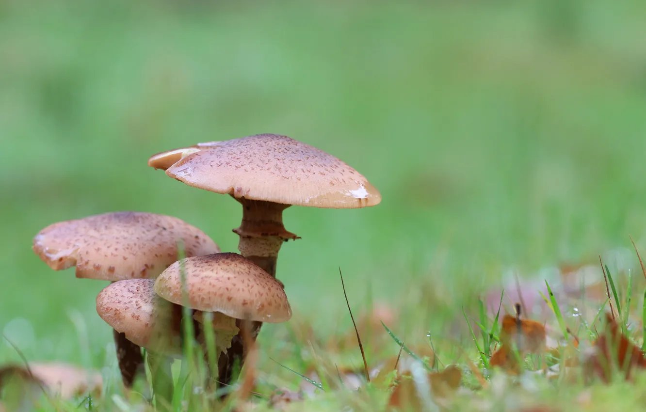 Фото обои трава, грибы, Природа