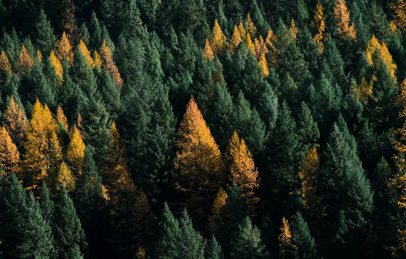 Фото обои осень, лес, деревья, природа, вид сверху, верхушки
