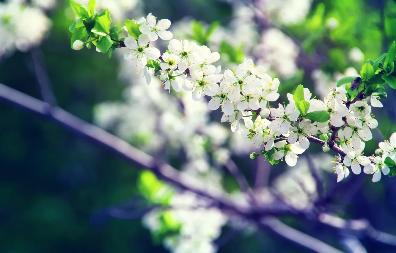 Фото обои дерево, ветка, весна, цветение, цветки