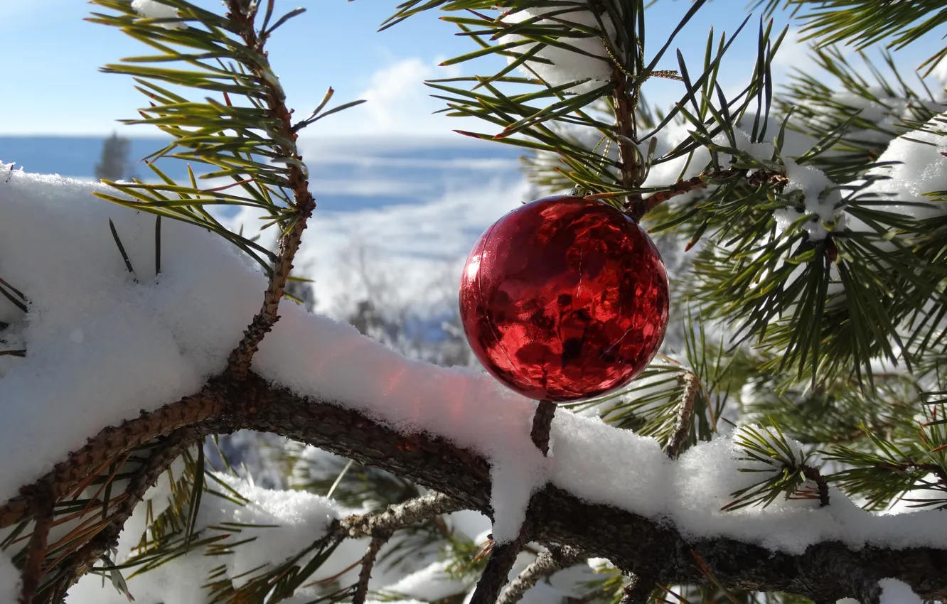 Фото обои зима, снег, горы, новый год, шарик, сосна, Адыгея, Кубань