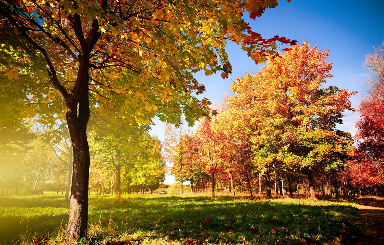 Фото обои осень, листья, деревья, дорожка, опадающие, Autumn trees