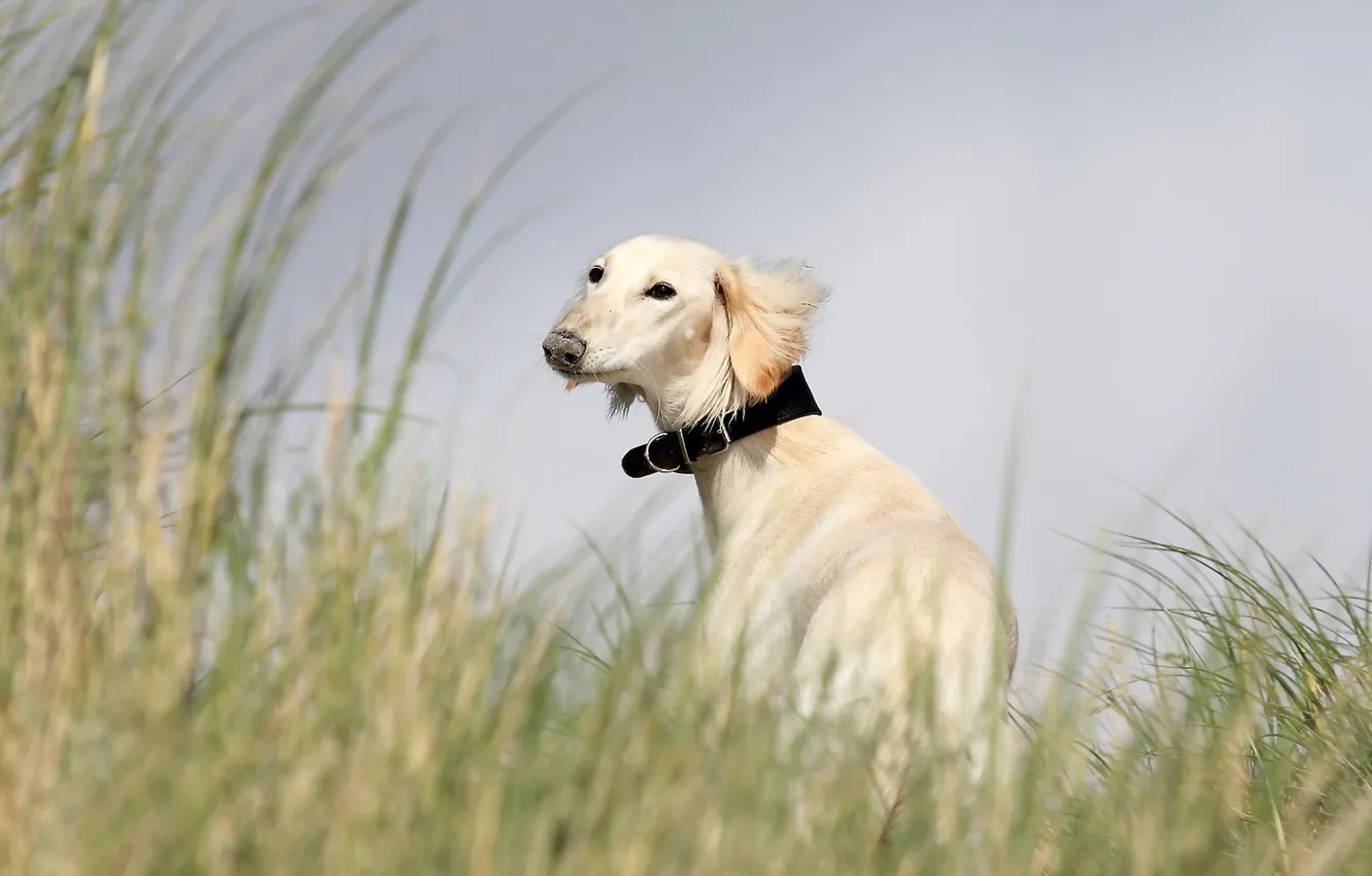 Фото обои взгляд, друг, собака, Saluki