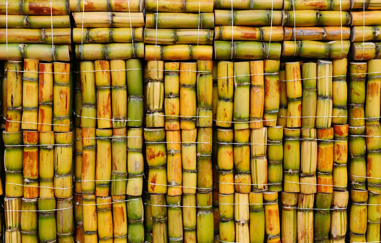 Фото обои colors, wood, bamboo