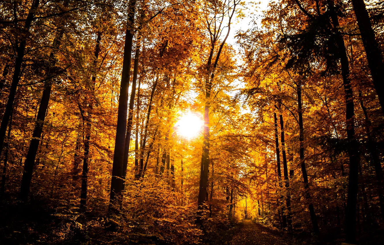 Фото обои Sun, Sunset, Autumn, Forest, Trees, Leaves, Shining, Dusk
