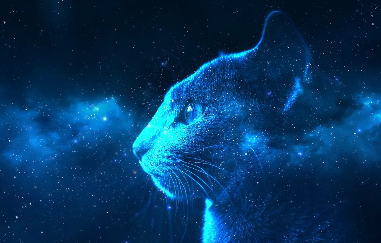 Фото обои кошка, небо, кот, взгляд, морда, космос, звезды, свет