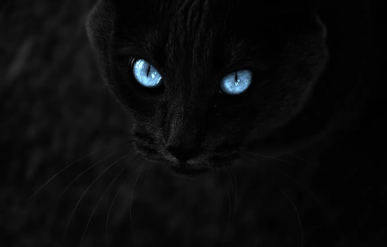 Фото обои взгляд, черный, Кот