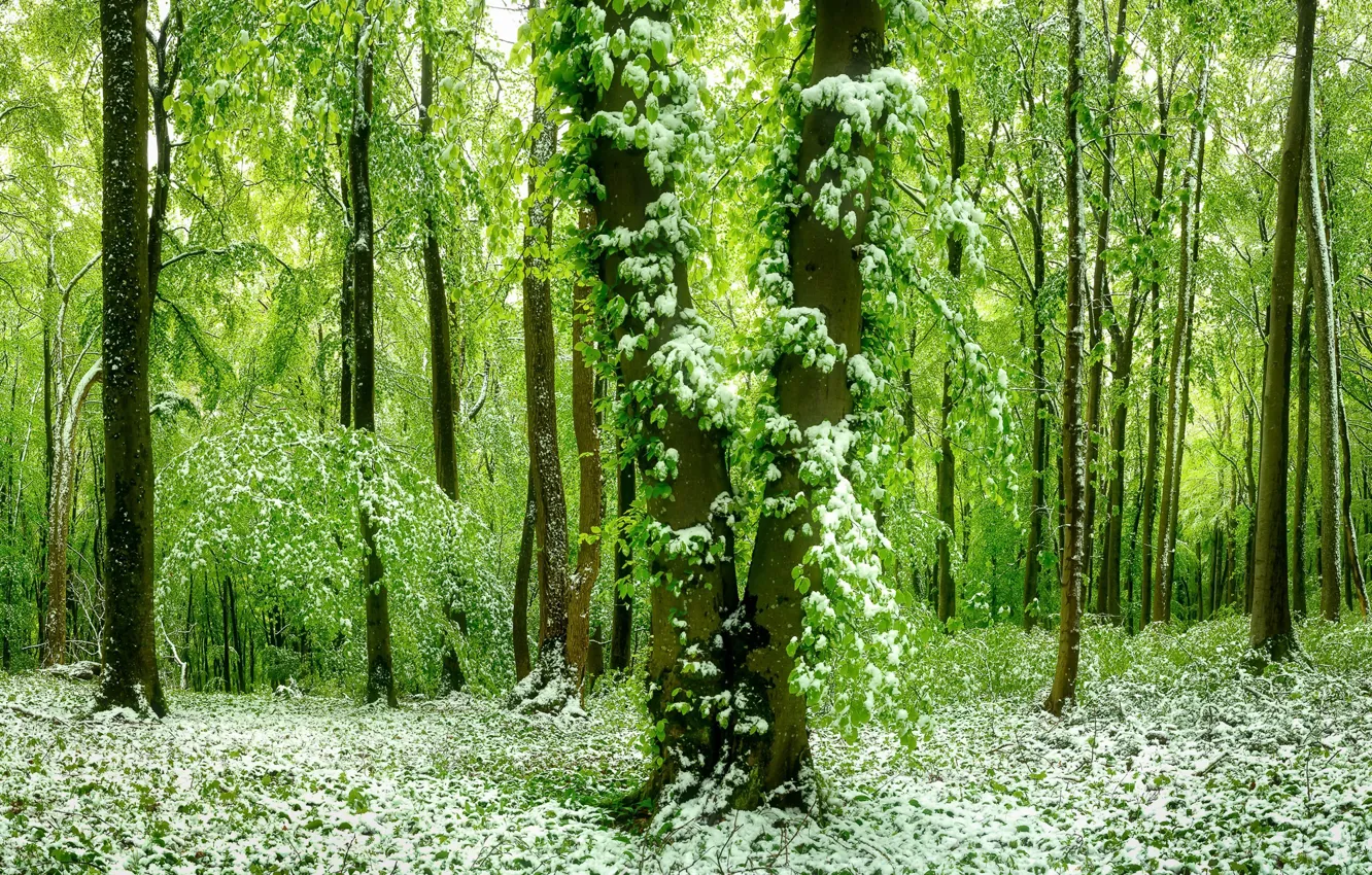 Фото обои лес, снег, весна