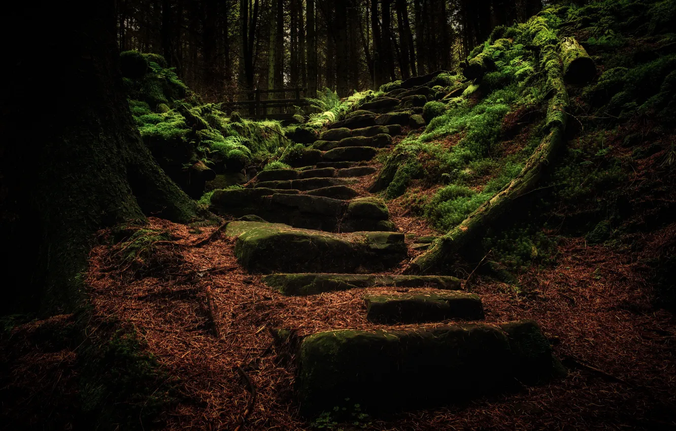 Фото обои природа, парк, лестница