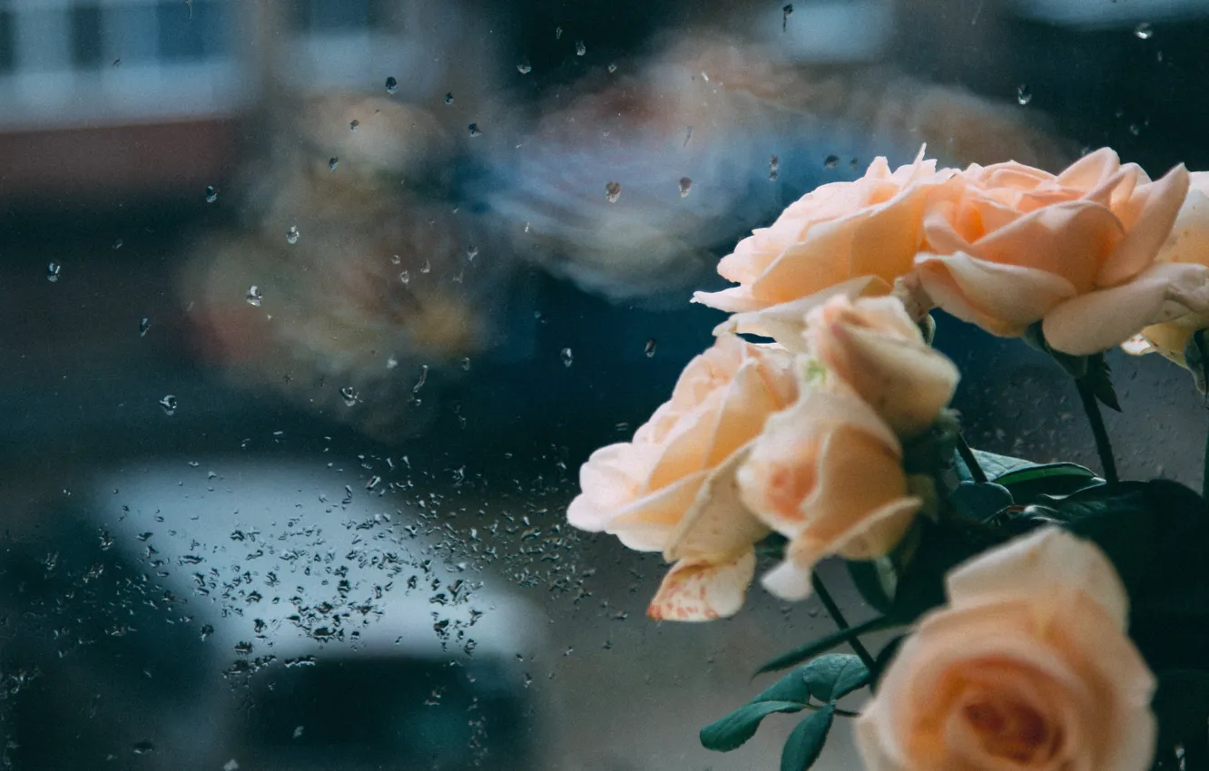 Фото обои грусть, осень, задумчивость, отражение, дождь, пасмурно, печаль, розы