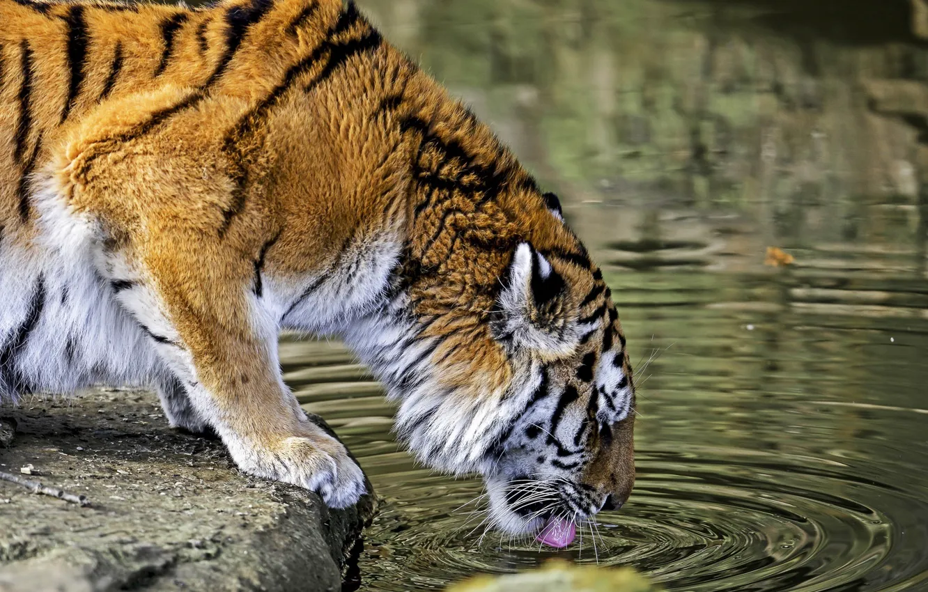 Фото обои тигр, хищник, водопой, дикая кошка
