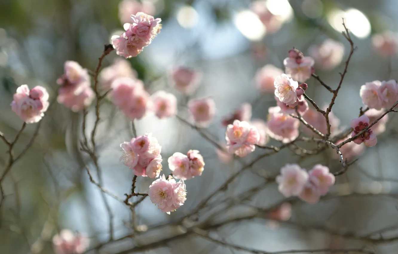 Фото обои цветы, ветки, весна, сакура, розовые, цветение