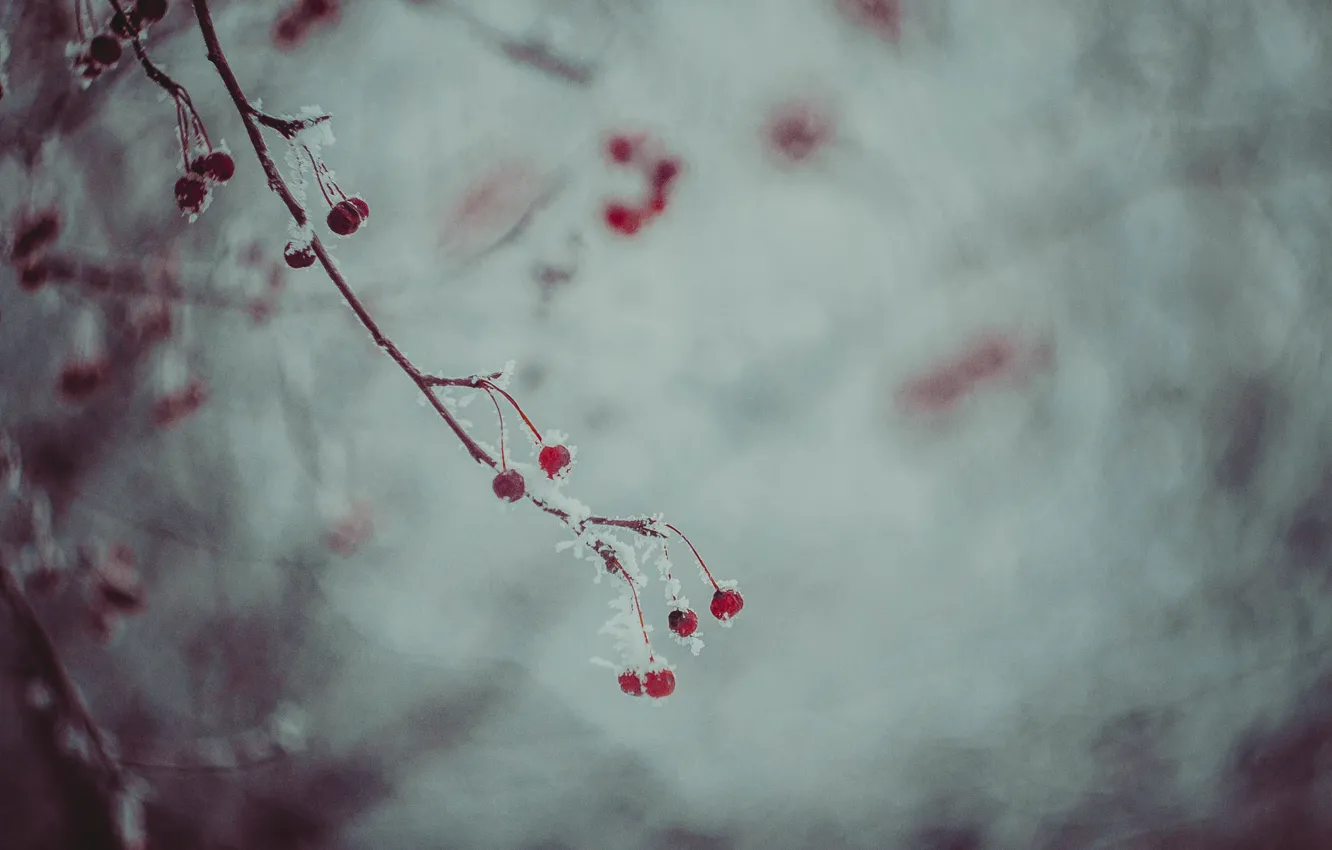 Фото обои зима, снег, Ягода