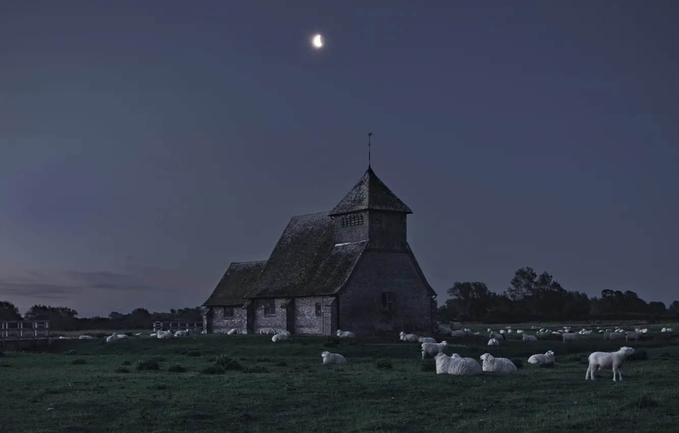 Фото обои поле, небо, ночь, замок, луна, овцы, пастбище, овечки