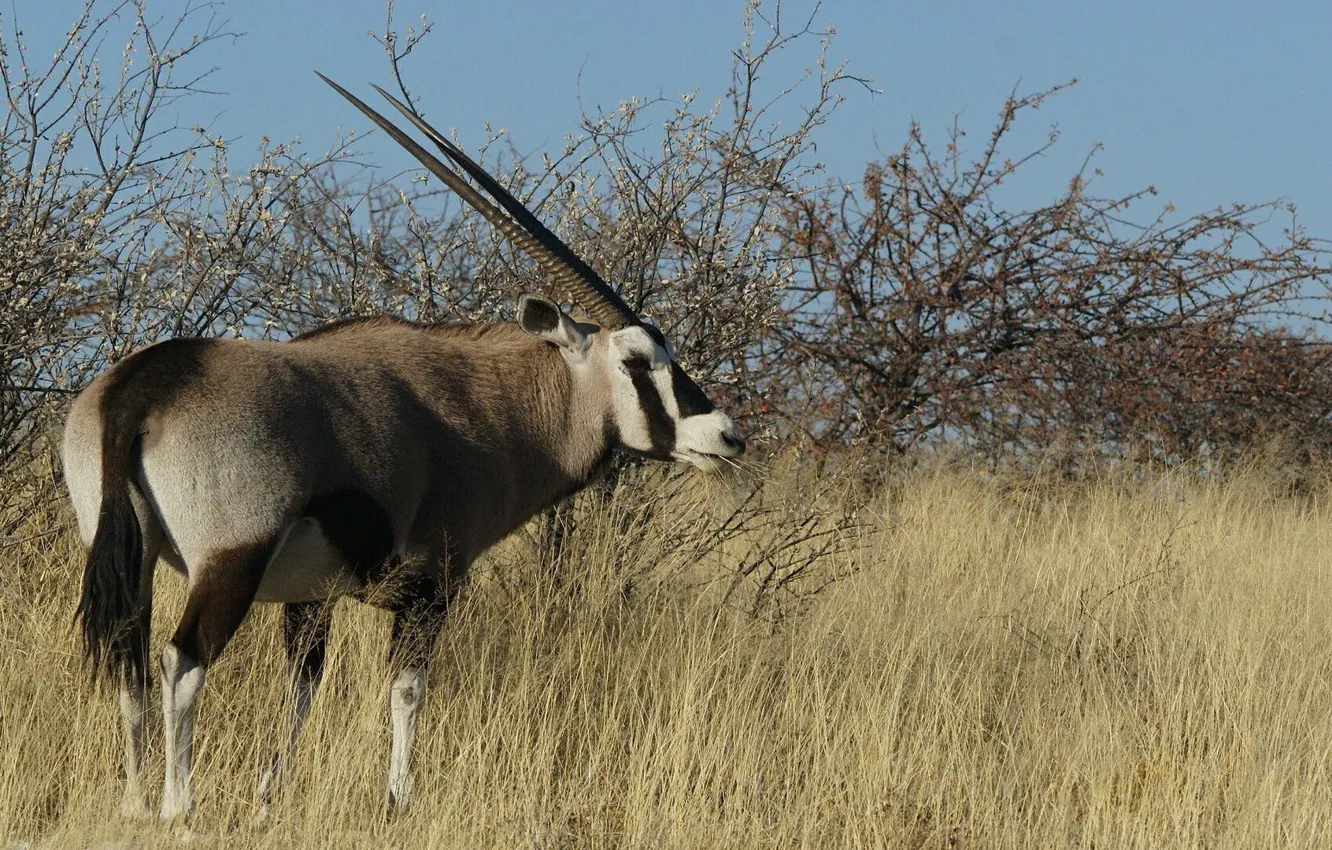 Фото обои антилопа, саблерогая, африканская
