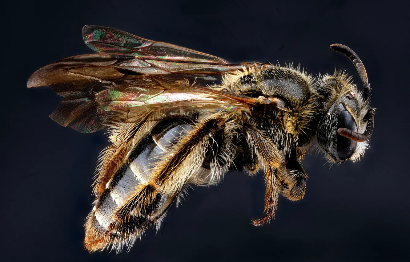 Фото обои пчела, насекомое, andrena fragilis
