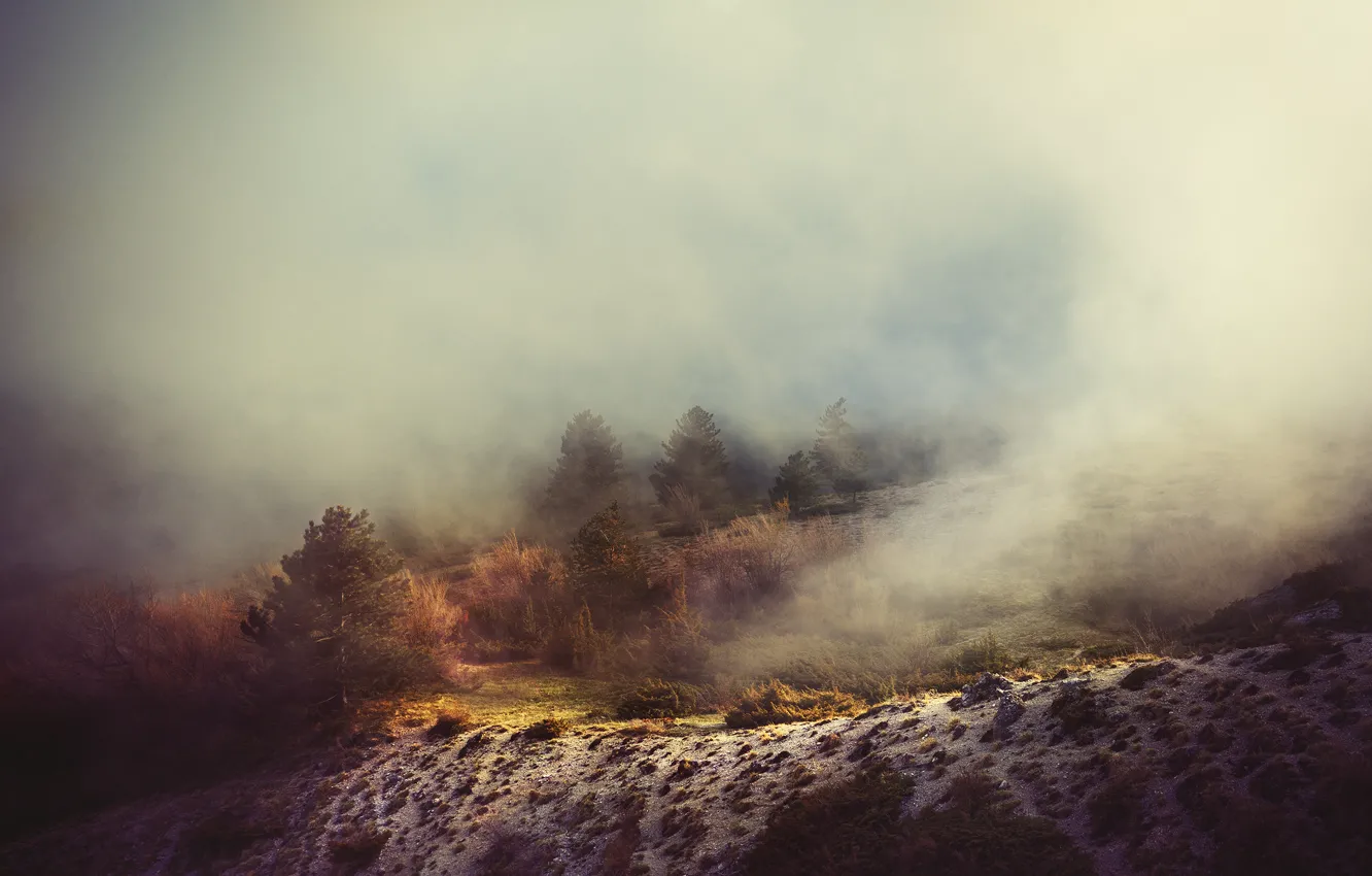 Фото обои деревья, туман, холм, дымка, trees, fog, hill, пелена