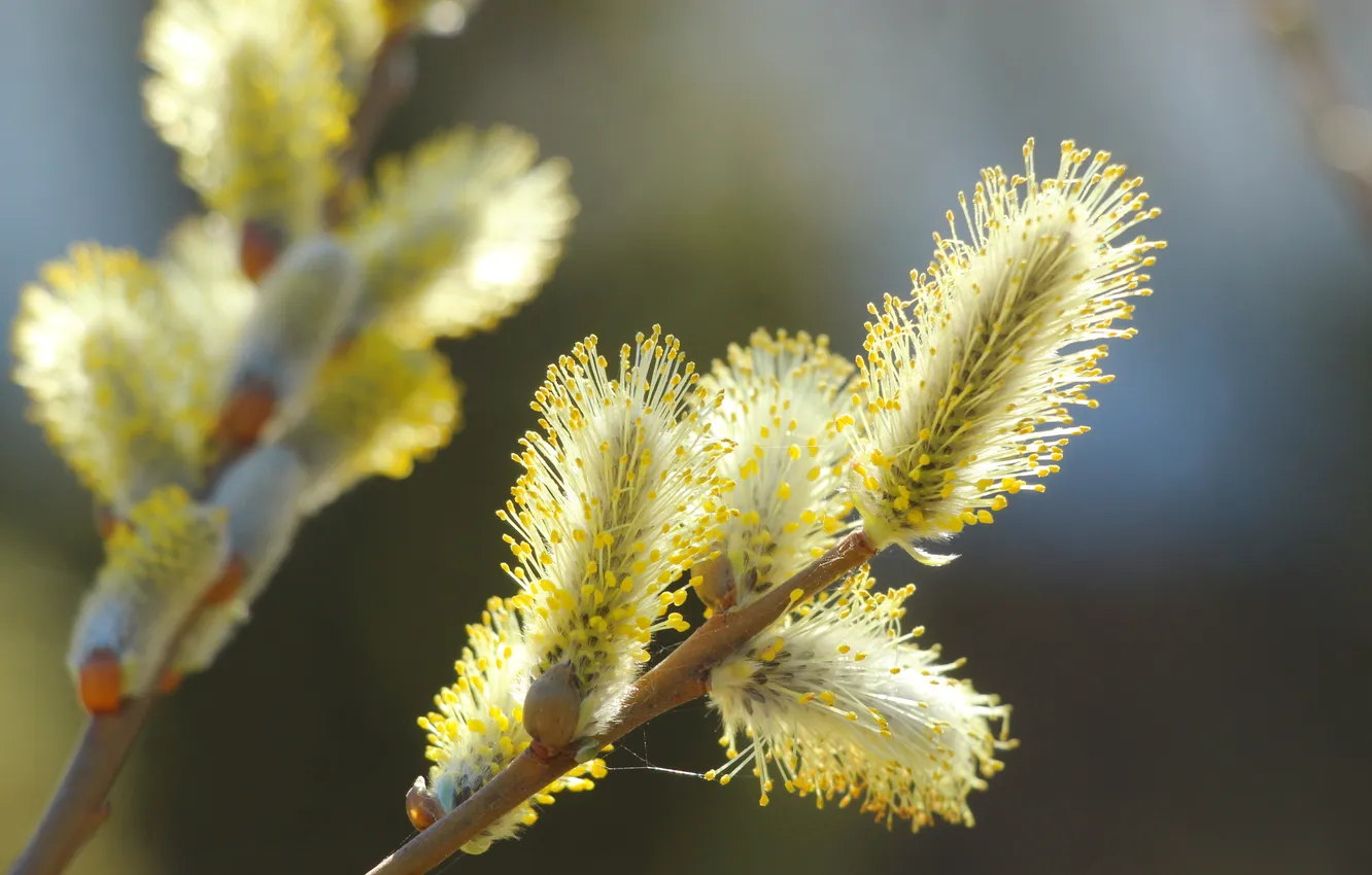 Фото обои spring, twig, base kitten