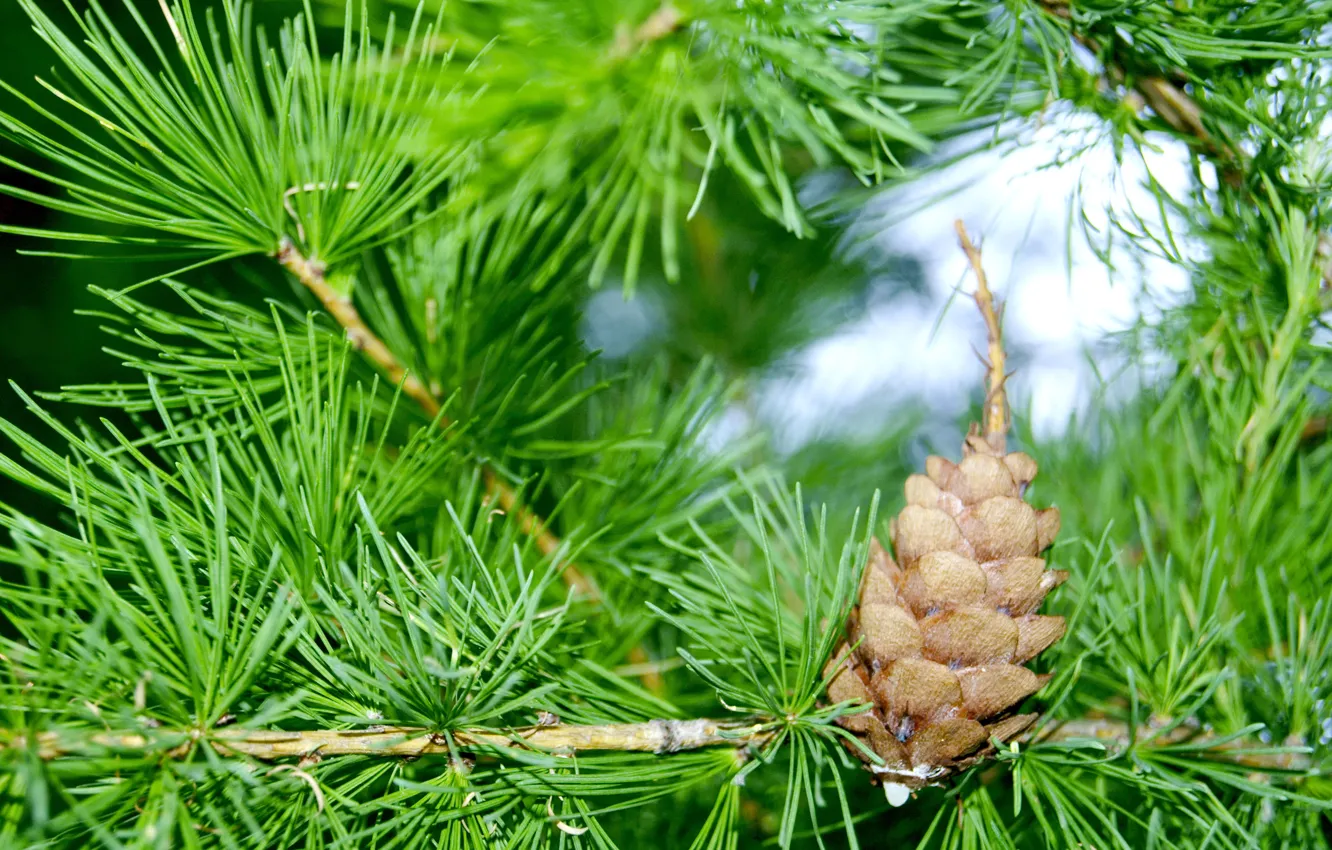 Фото обои ветки, шишки, сосна