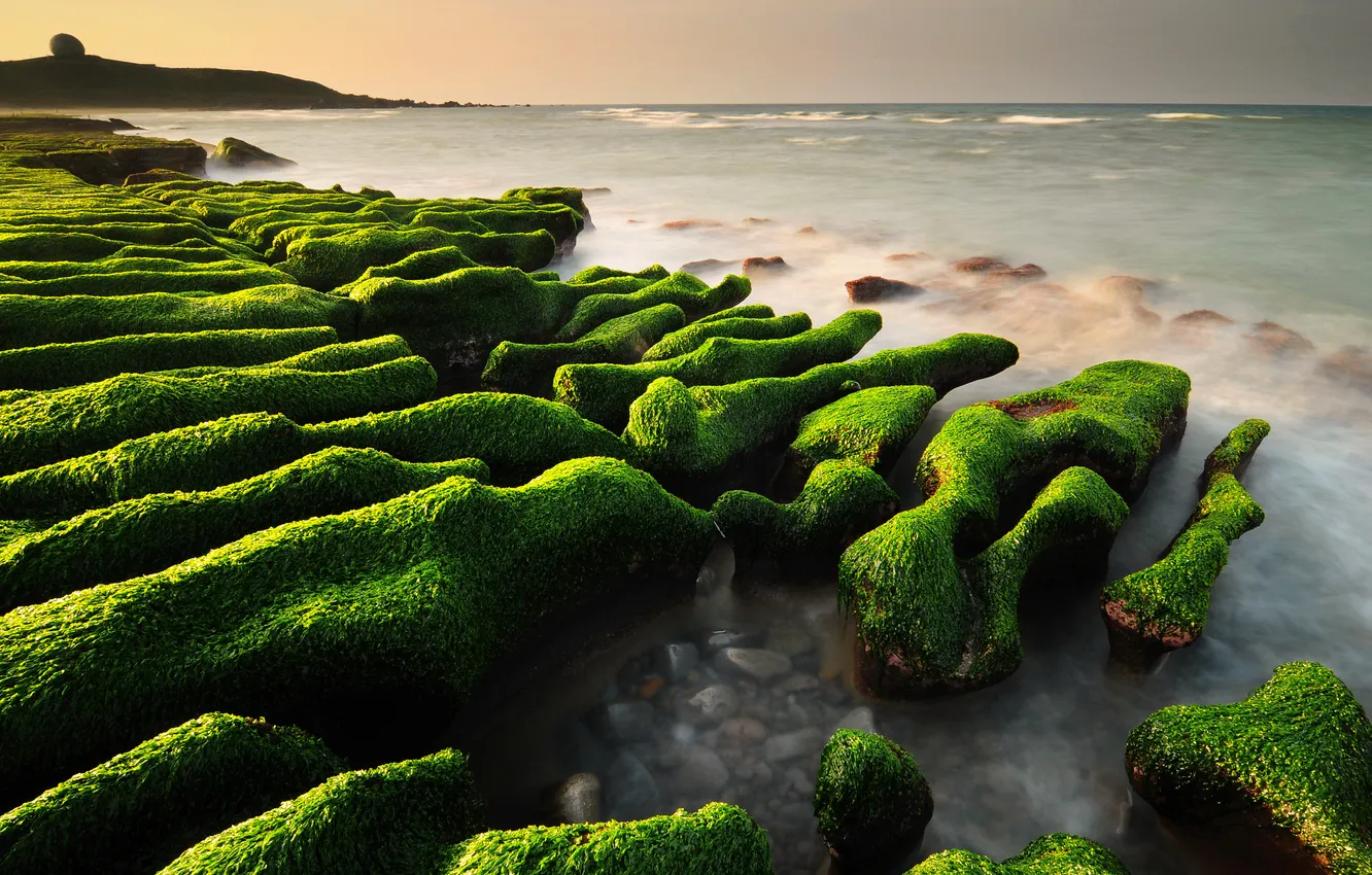 Фото обои море, водоросли, камни