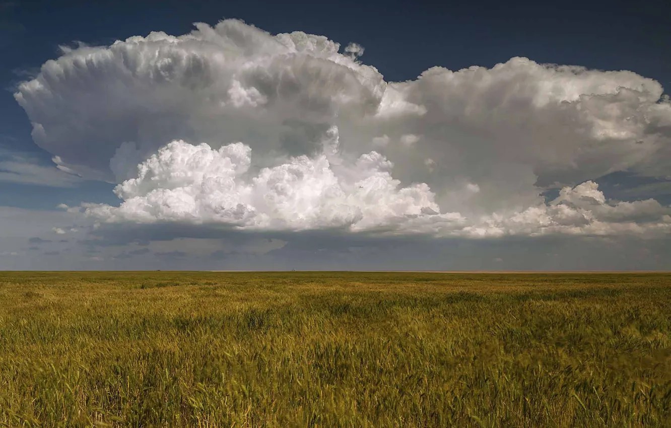 Фото обои field, clouds, wheat, countryside