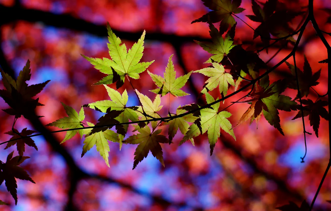 Фото обои осень, листья, макро, природа, тени, веточки