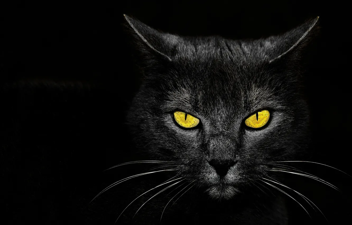 Фото обои глаза, фон, Monster Kill, чёрный кот