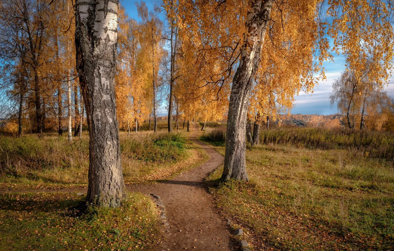 Фото обои дорога, осень, лес, небо, трава, свет, деревья, парк