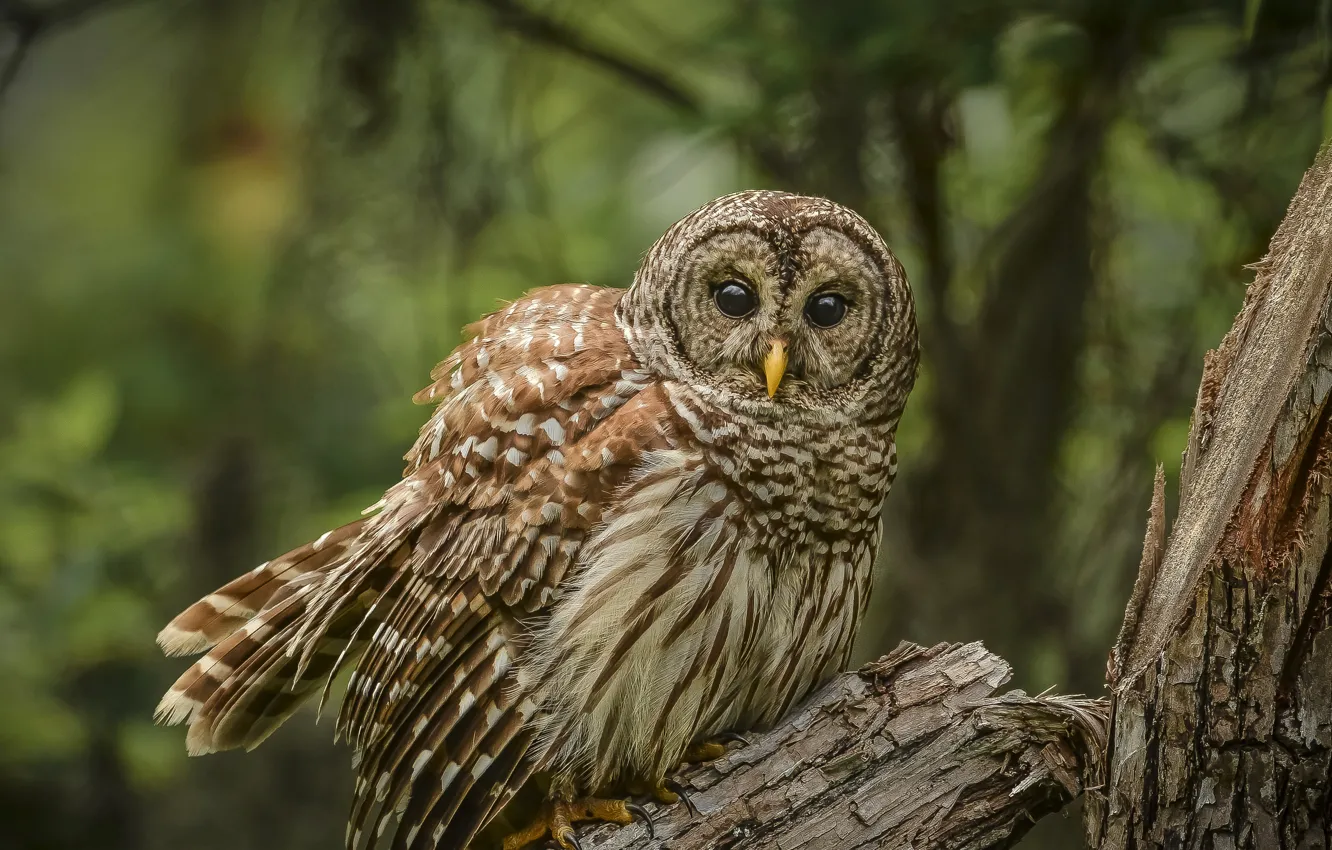 Фото обои деревья, сова, птица, неясыть