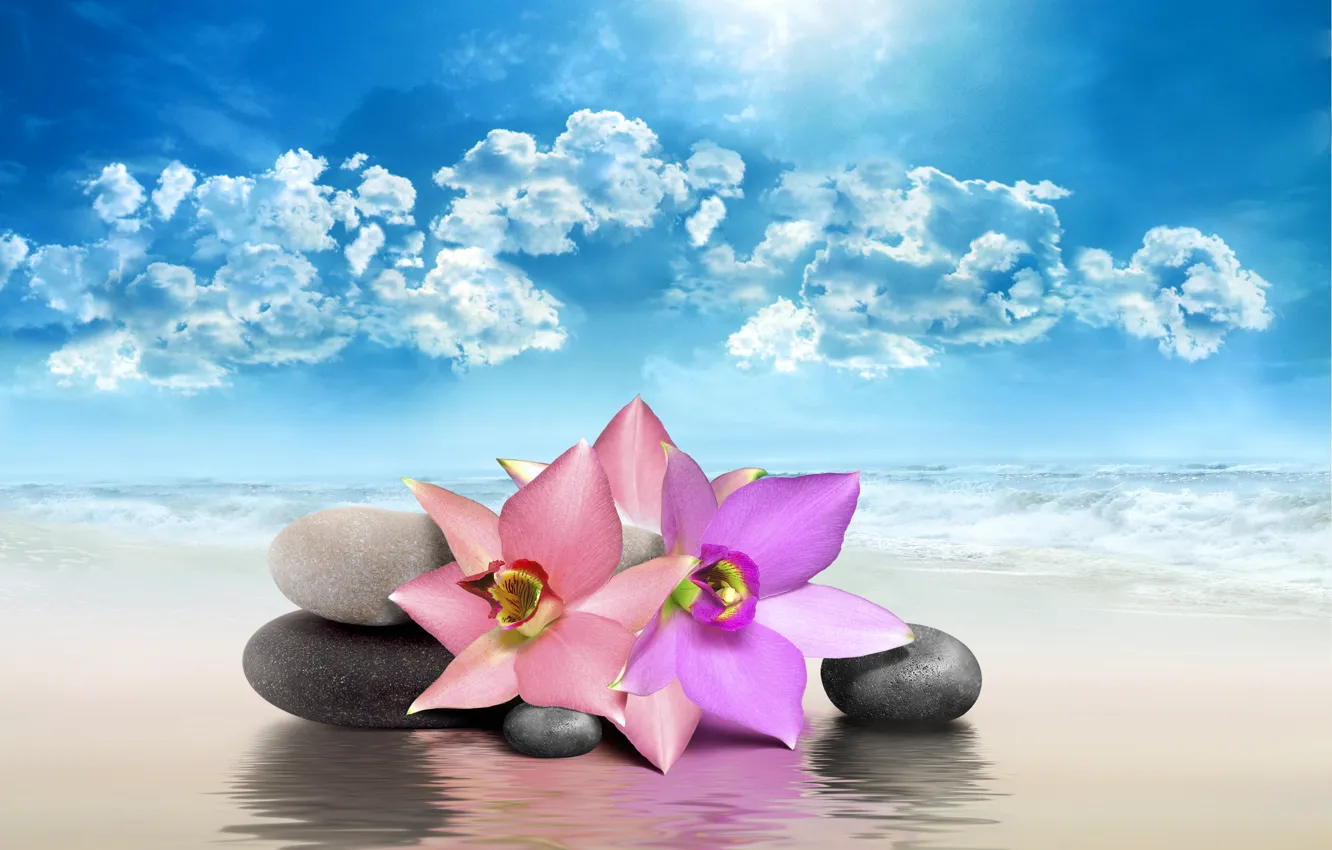 Фото обои море, небо, цветы, природа, камни, sky, sea, nature