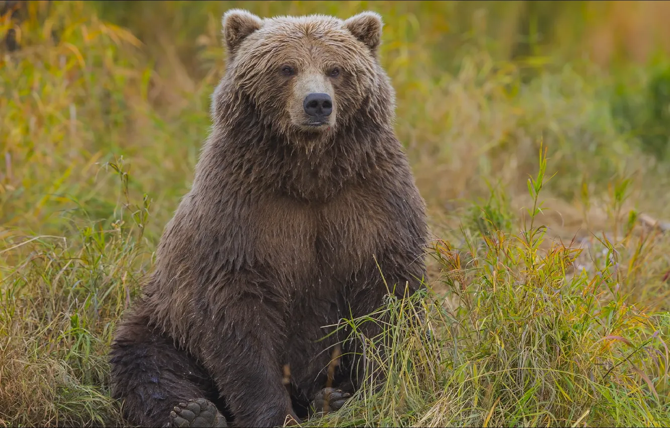 Фото обои bear, Animals, grizzly