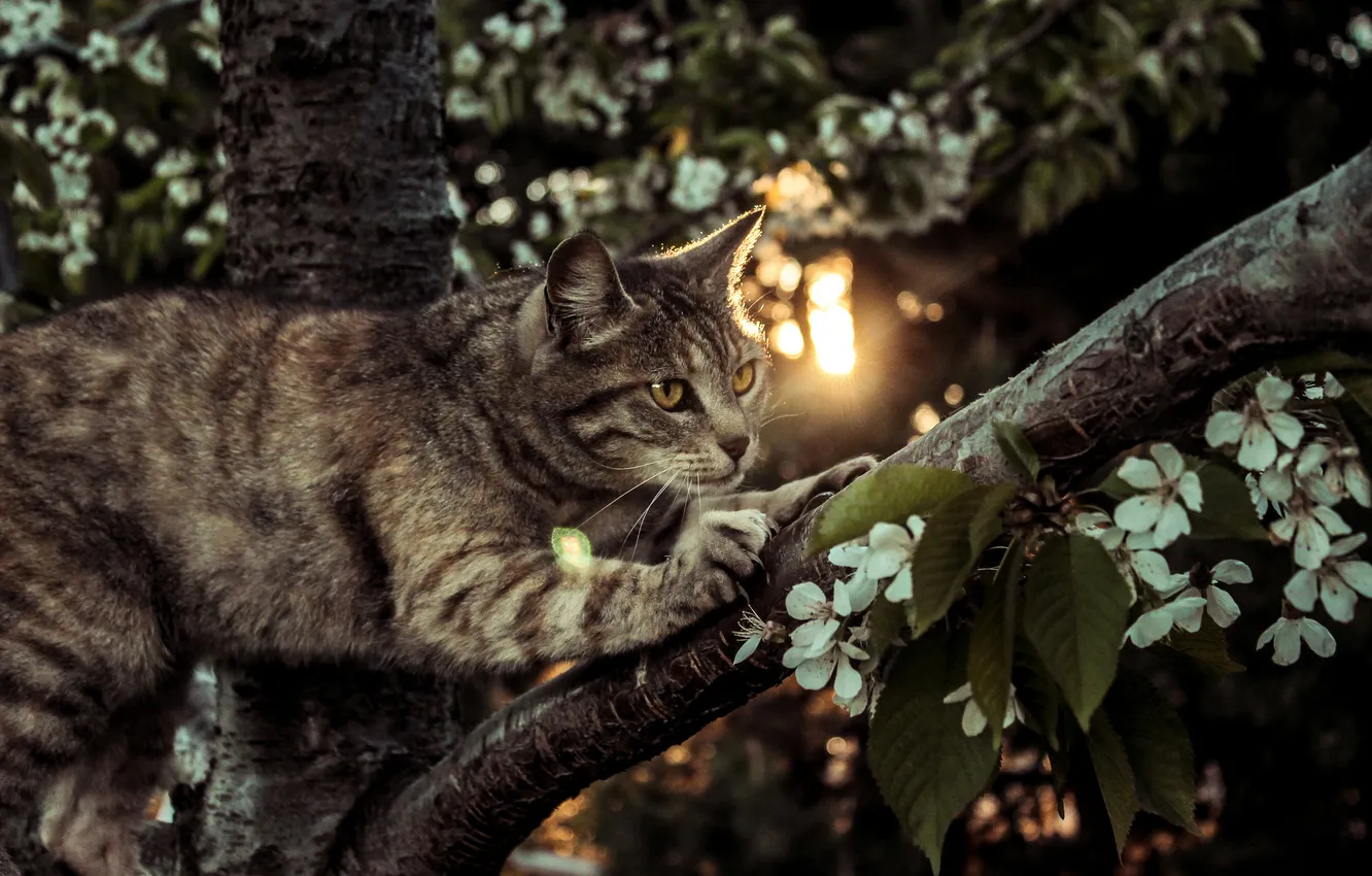 Фото обои кот, дерево, лапки, кошак, котяра