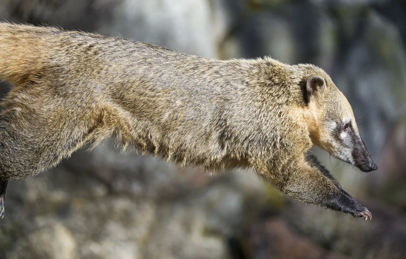 Фото обои прыжок, профиль, ©Tambako The Jaguar, коати, носуха