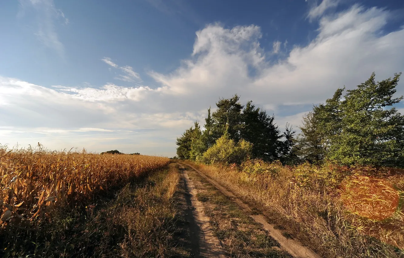 Фото обои дорога, поле, осень