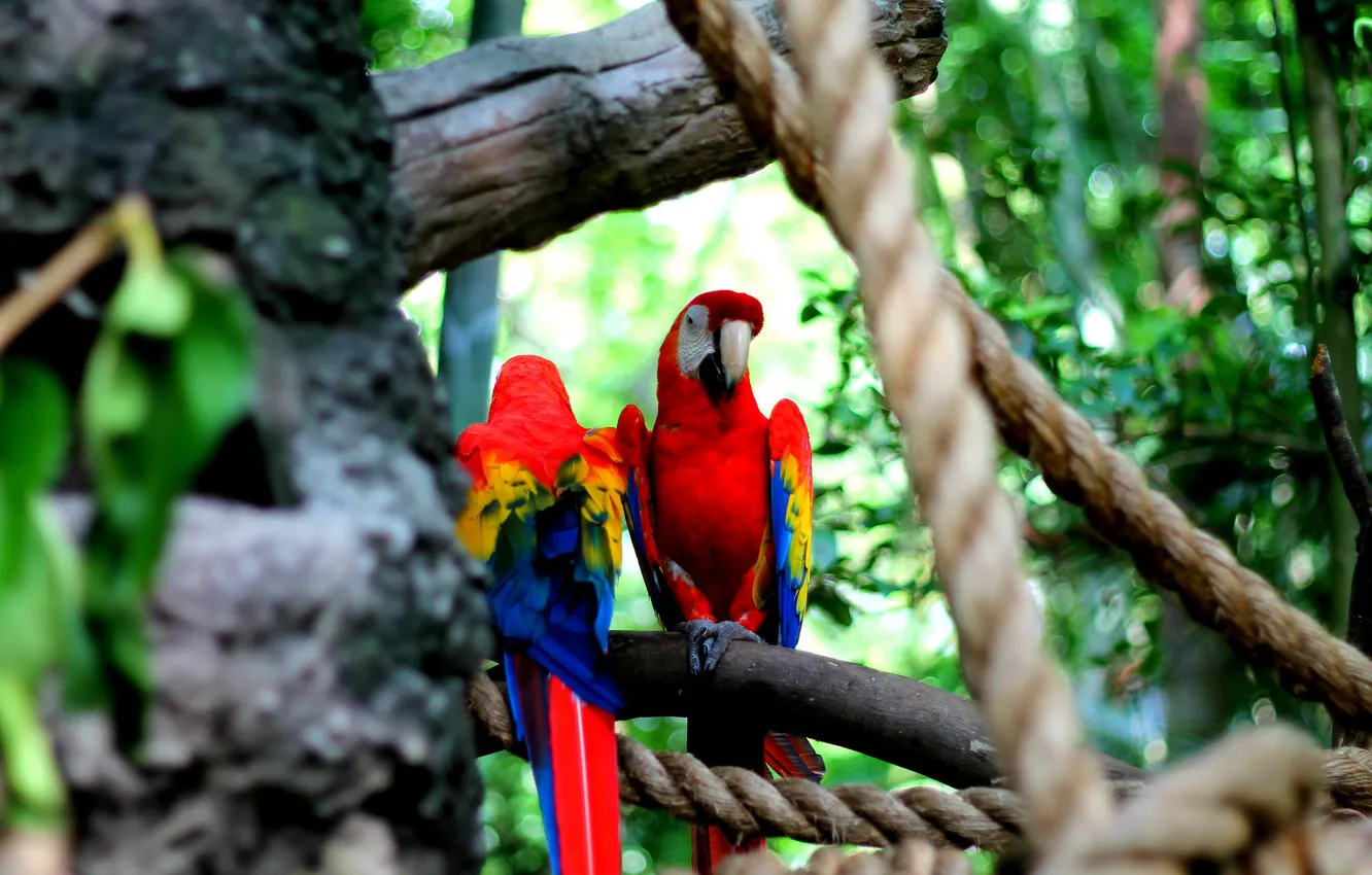 Фото обои птицы, синий, красный, попугаи, два