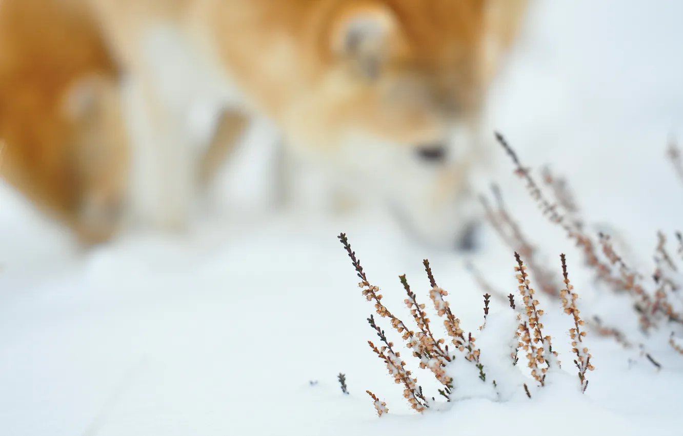 Фото обои трава, снег, собака