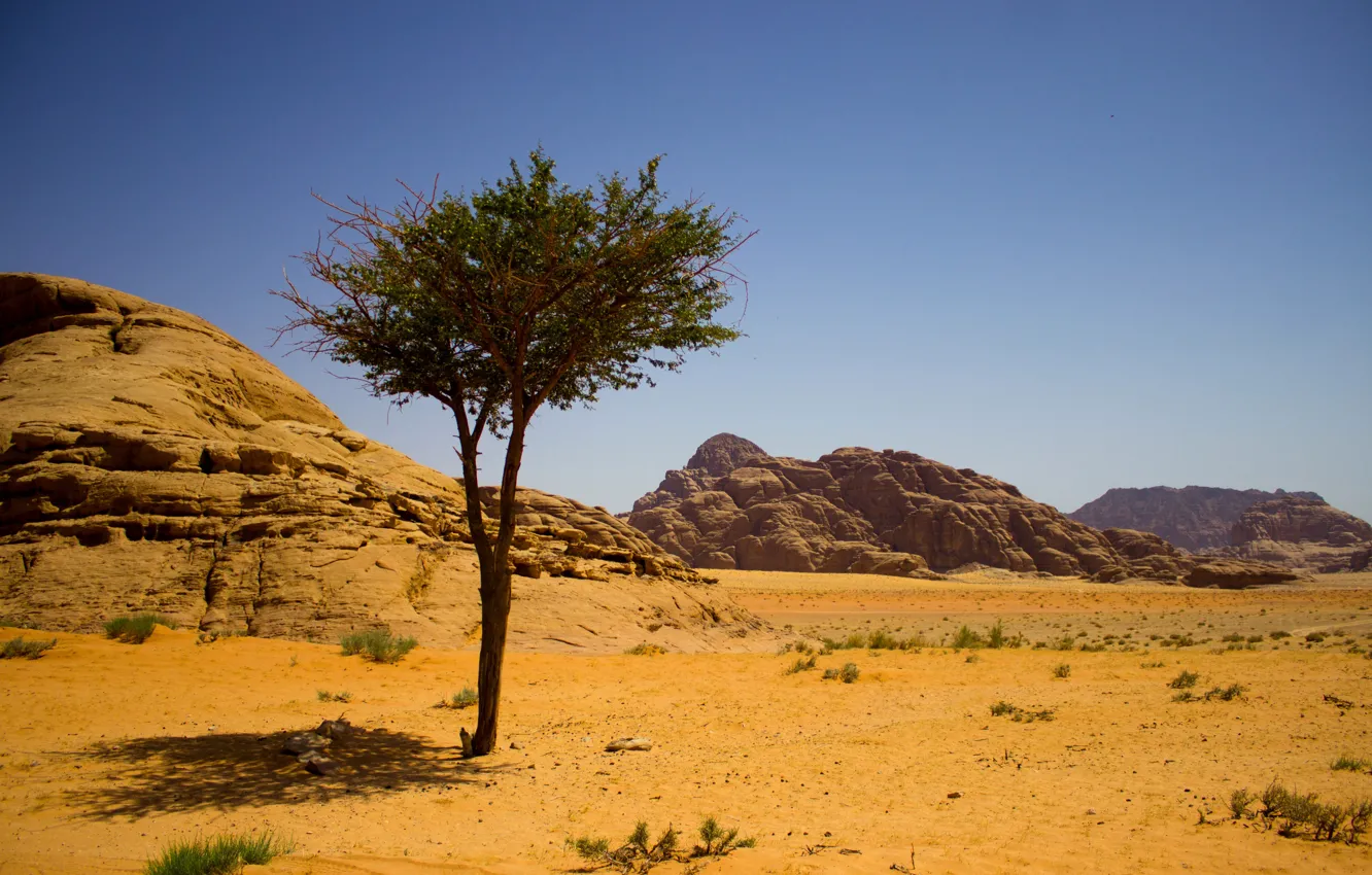 Фото обои песок, дерево, скалы, пустыня