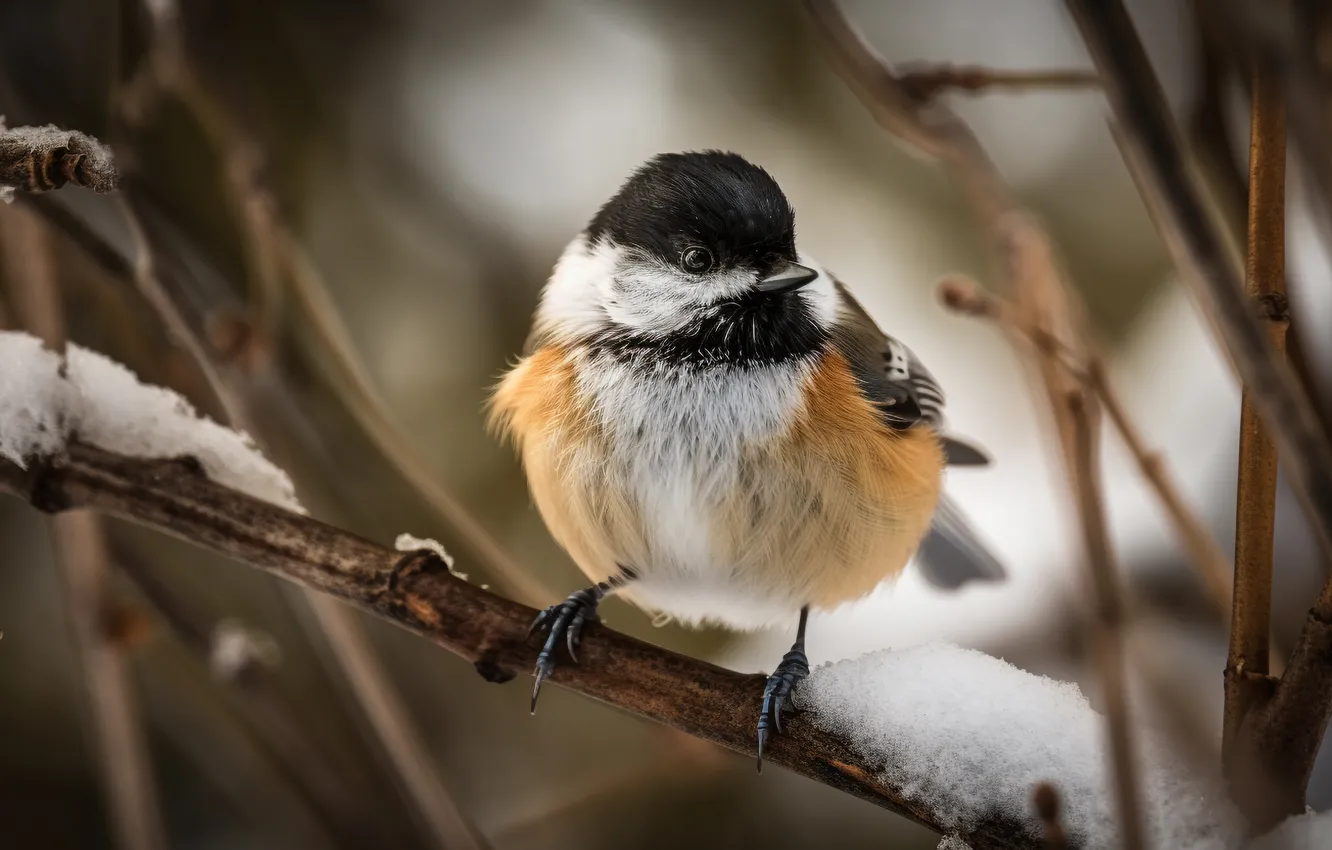 Фото обои great, branch, snowy, perched, tit