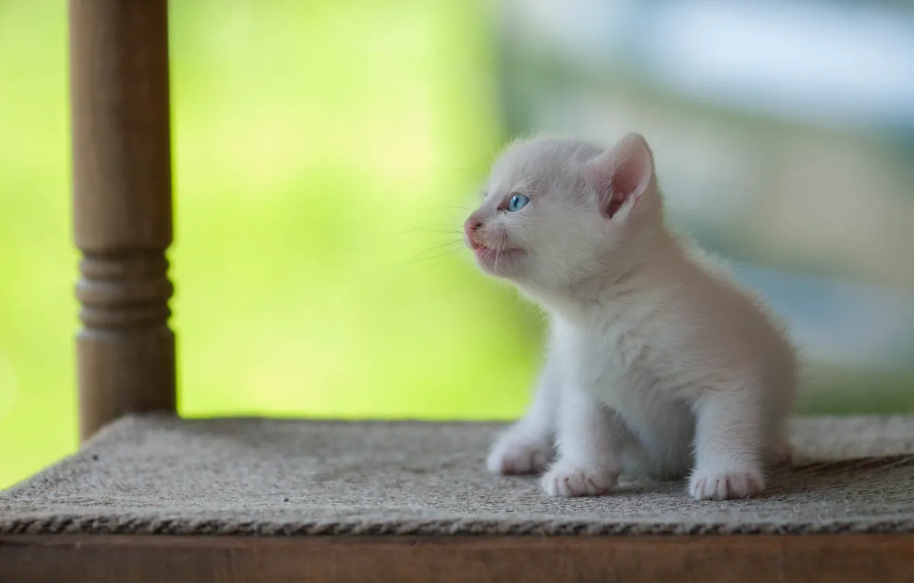 Фото обои белый, малыш, котёнок