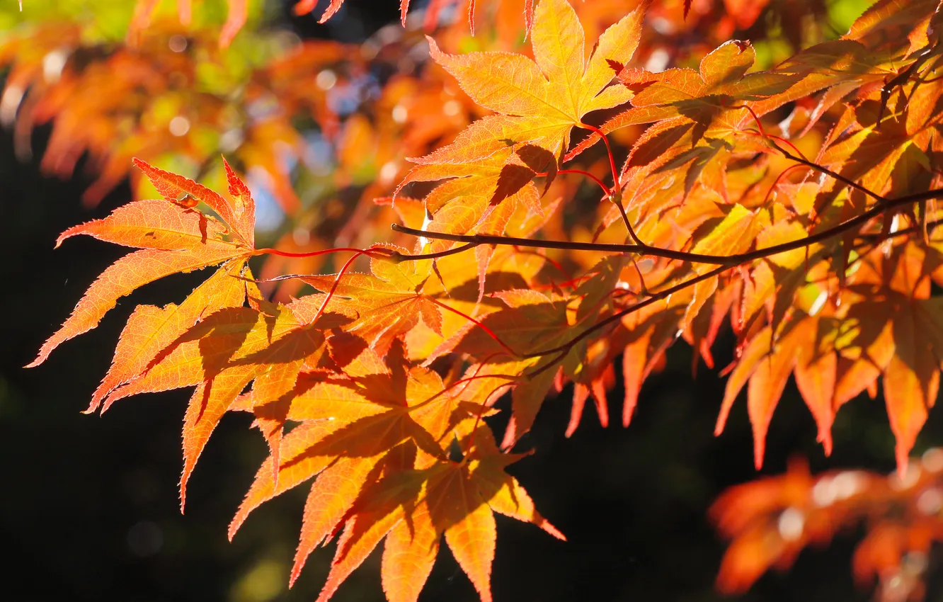 Фото обои autumn, leafs, fall