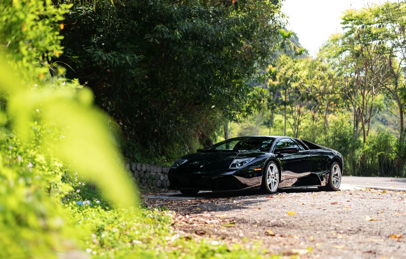 Фото обои Black, Murcielago, Trees