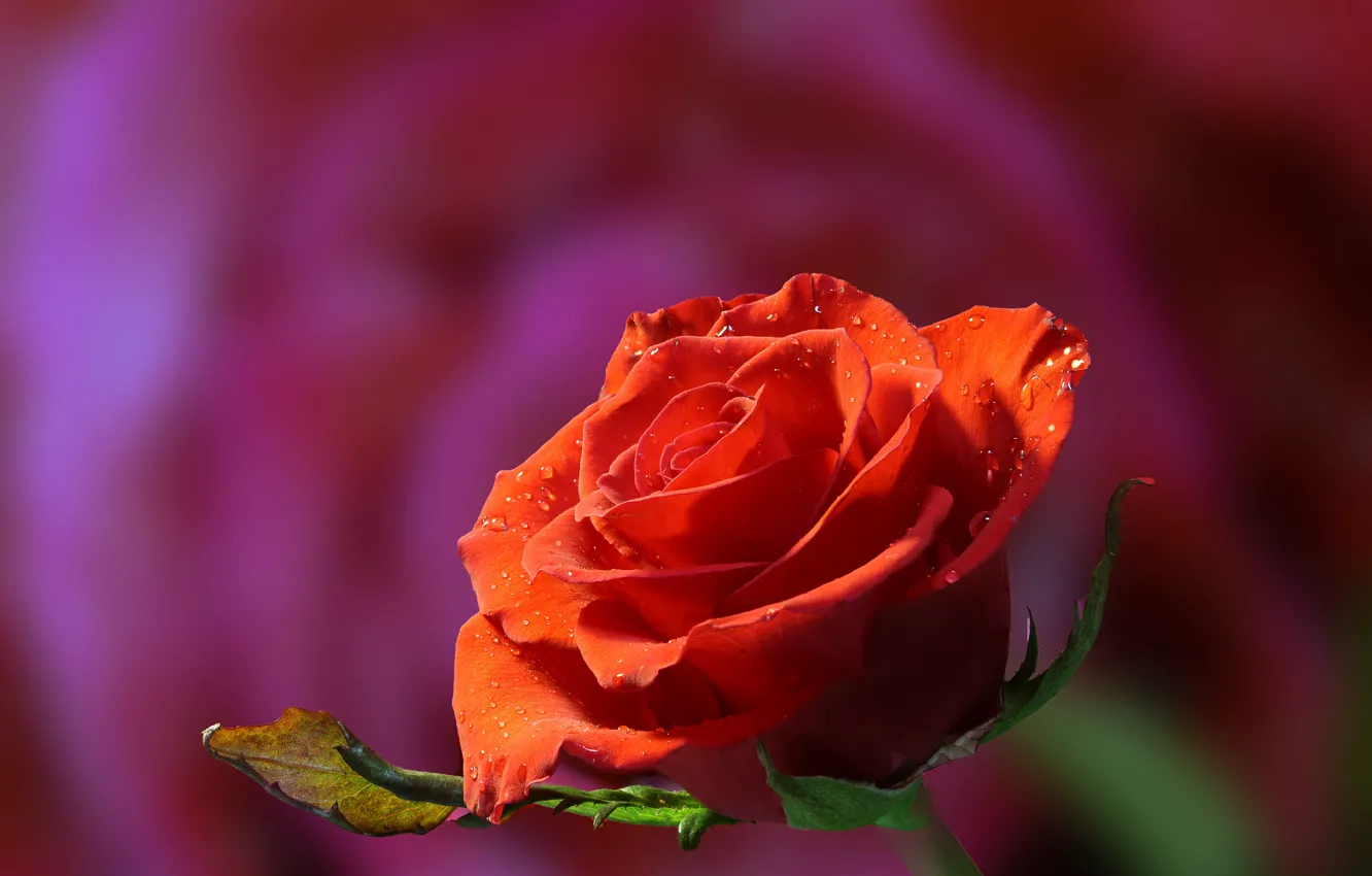 Фото обои цветок, капли, роза, оранжевая, бутон, красная, розовый фон, боке