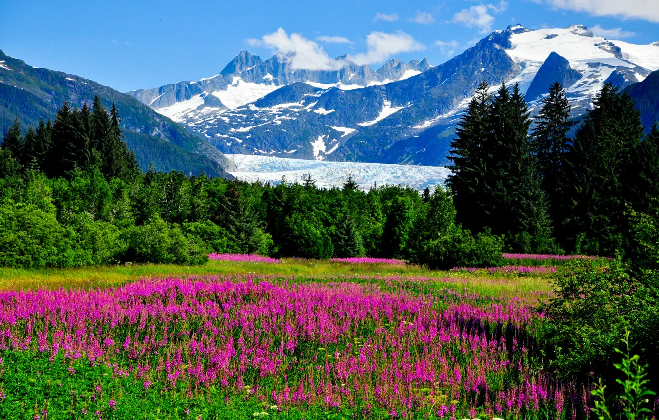 Фото обои зелень, трава, деревья, цветы, горы, скалы, долина, ледник